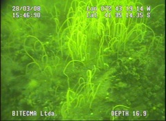 Primnoella chilensis