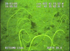 Primnoella chilensis