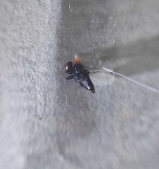 Diptera