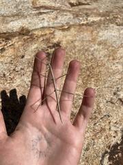 Pseudosermyle straminea
