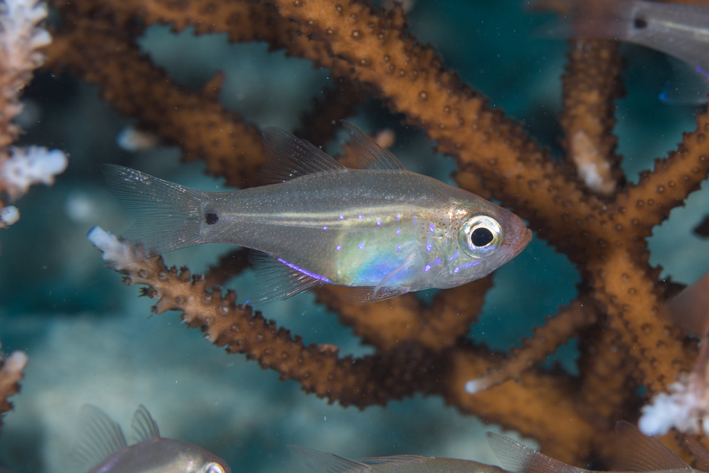 Tearful Cardinalfish