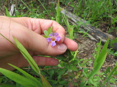 Dyschoriste oblongifolia image