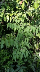 Celtis laevigata image