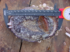 Concholepas concholepas