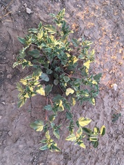 Acleisanthes diffusa