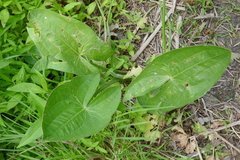 Sagittaria australis