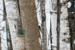 Dryobates villosus villosus