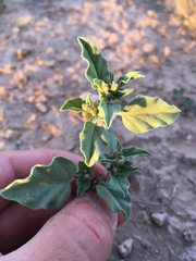 Acleisanthes diffusa