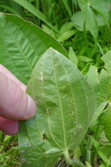 Sagittaria australis