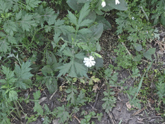 Silene latifolia