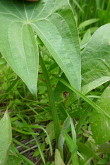 Sagittaria australis