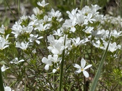 Leptosiphon floribundus