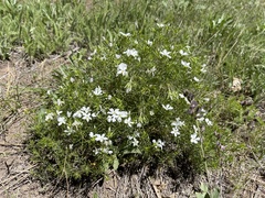 Leptosiphon floribundus