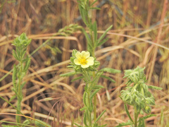 Potentilla recta