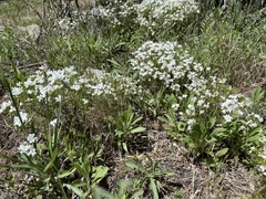 Leptosiphon floribundus