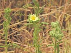 Potentilla recta