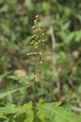 Heuchera richardsonii