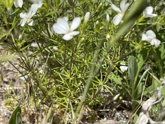 Leptosiphon floribundus