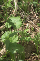 Heuchera richardsonii