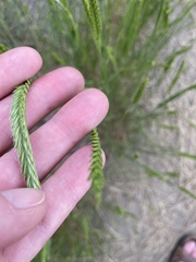 Agropyron cristatum