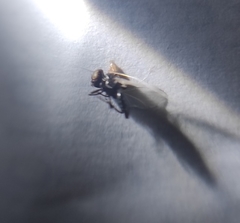 Diptera