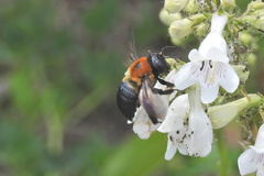 Xylocopa virginica