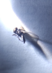 Diptera