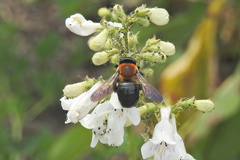 Xylocopa virginica