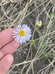 Erigeron speciosus