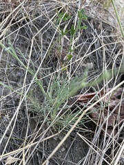 Erigeron speciosus