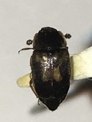 Nitidula flavomaculata