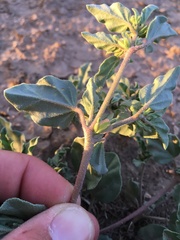 Acleisanthes diffusa