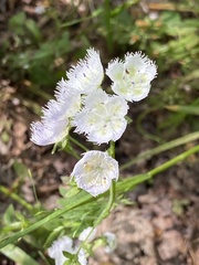 Phacelia fimbriata
