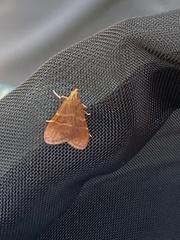 Arta epicoenalis