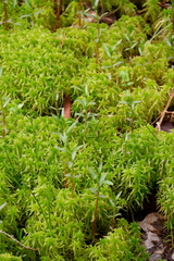 Lysimachia terrestris