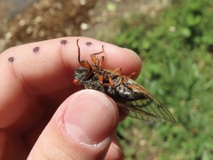 Magicicada septendecula