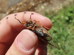 Magicicada septendecula