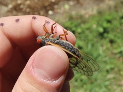 Magicicada septendecula