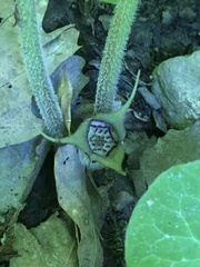 Asarum canadense canadense
