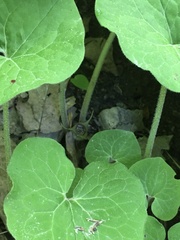 Asarum canadense canadense