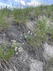 Erigeron speciosus