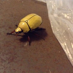 Macropoides crassipes