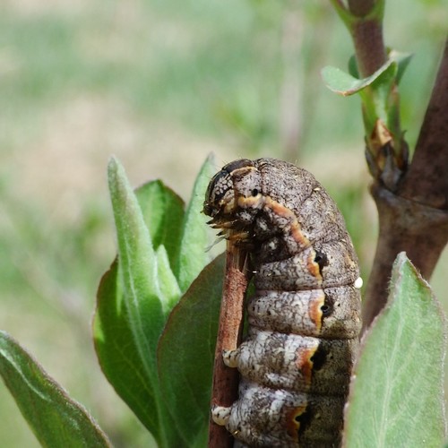 Didysis dirvinukas nuotrauka