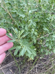 Medicago sativa