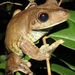 Rusty Tree Frog - Photo (c) Rich Hoyer, some rights reserved (CC BY-NC-SA)