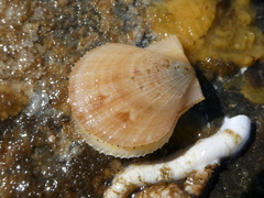 Chlamys
