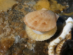 Chlamys