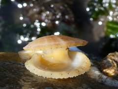 Chlamys