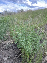 Medicago sativa