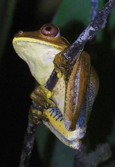 Boana calcarata